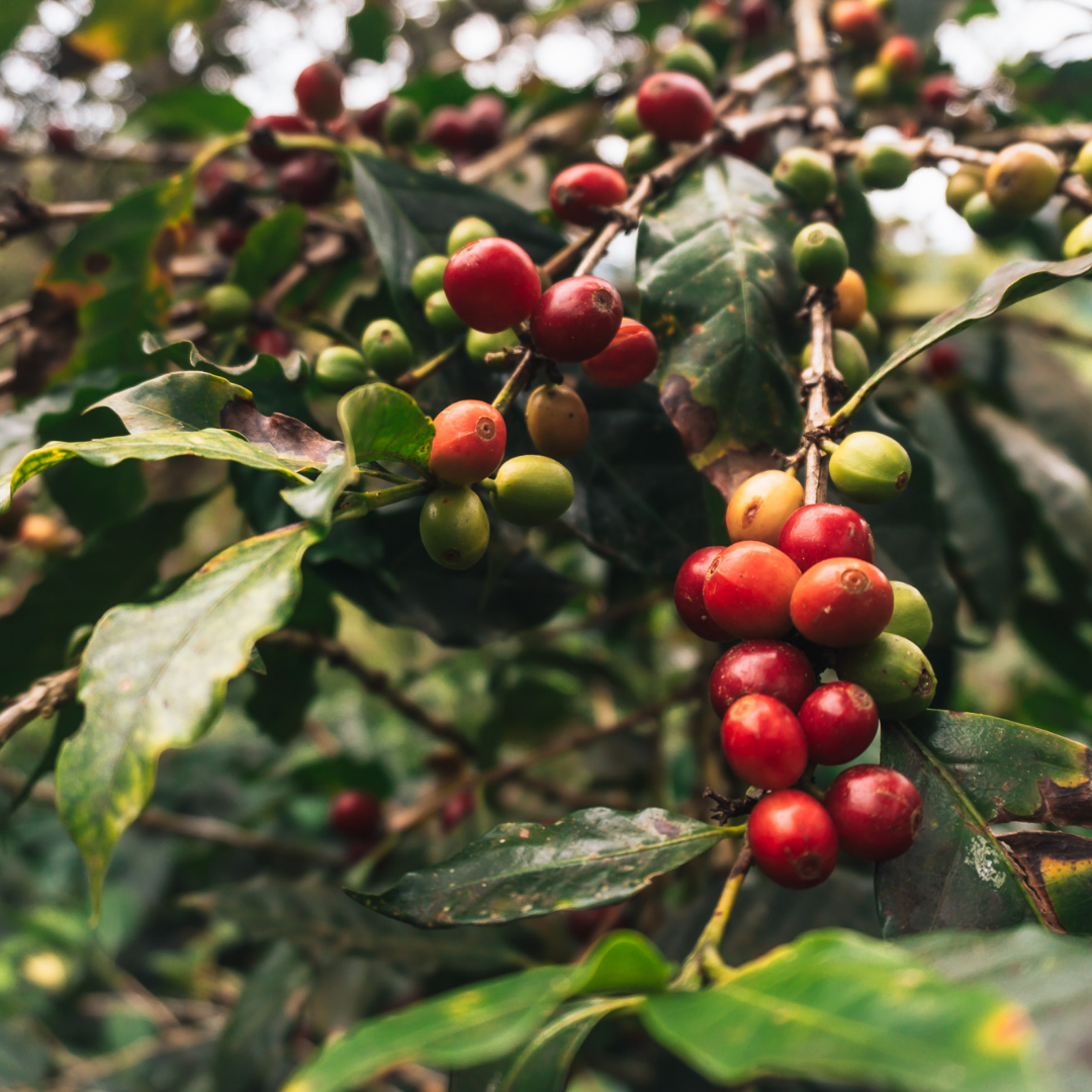 Cerezas de café maduras en la rama del cafeto