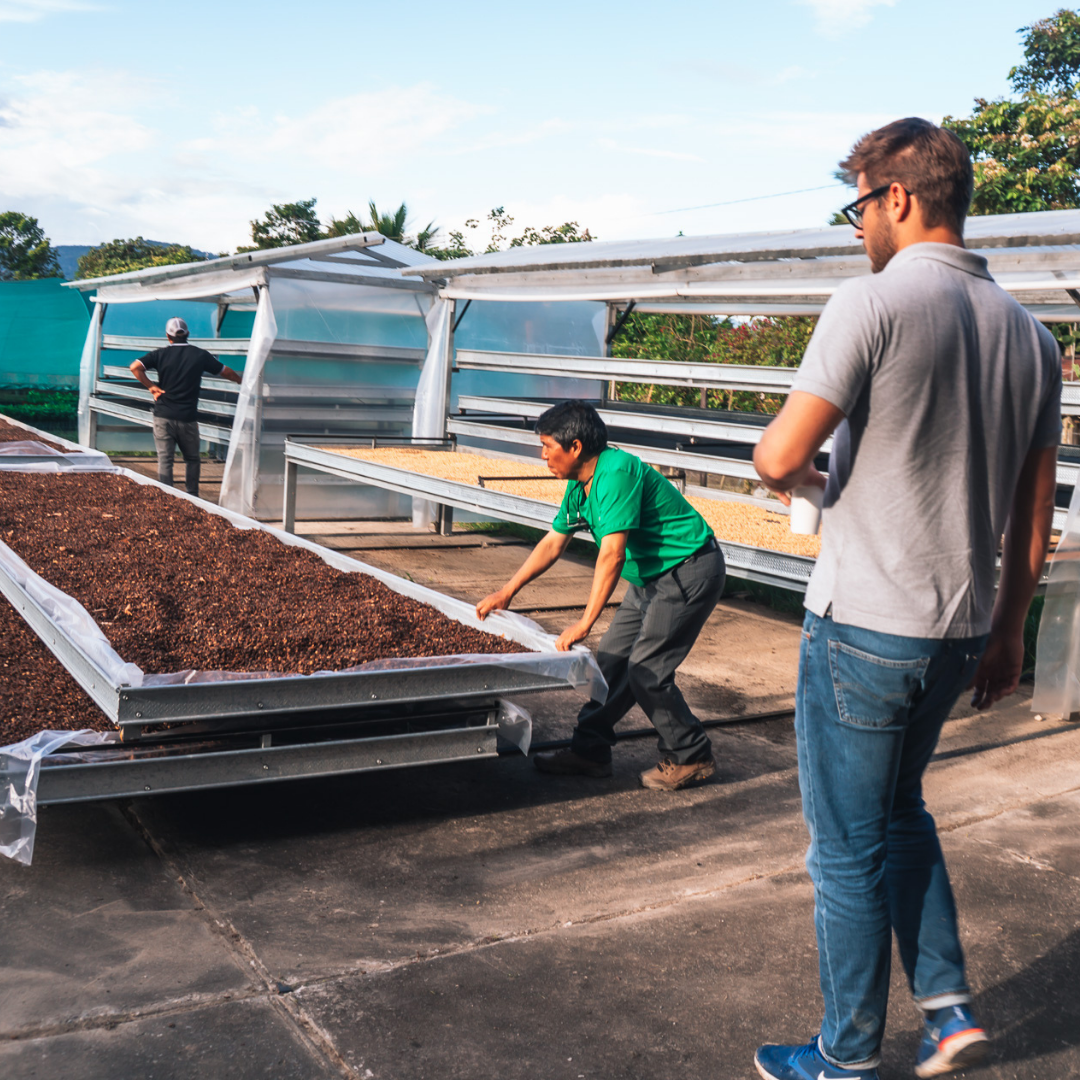 Café pergamino secándose en camas solares elevadas