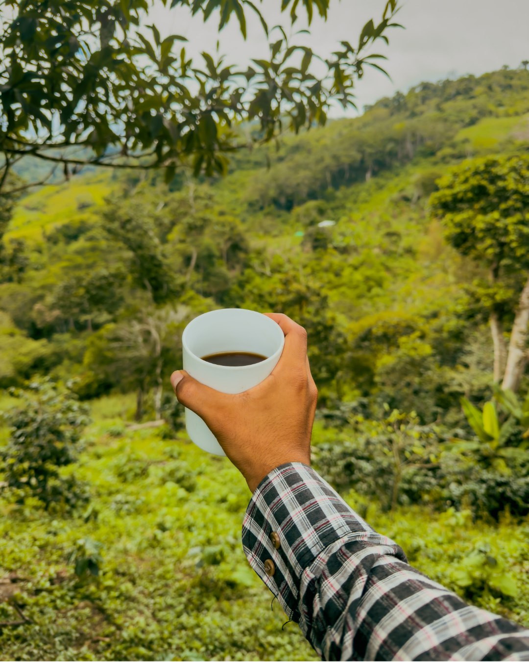 Una taza de café frente al paisaje de montañas y cafetales