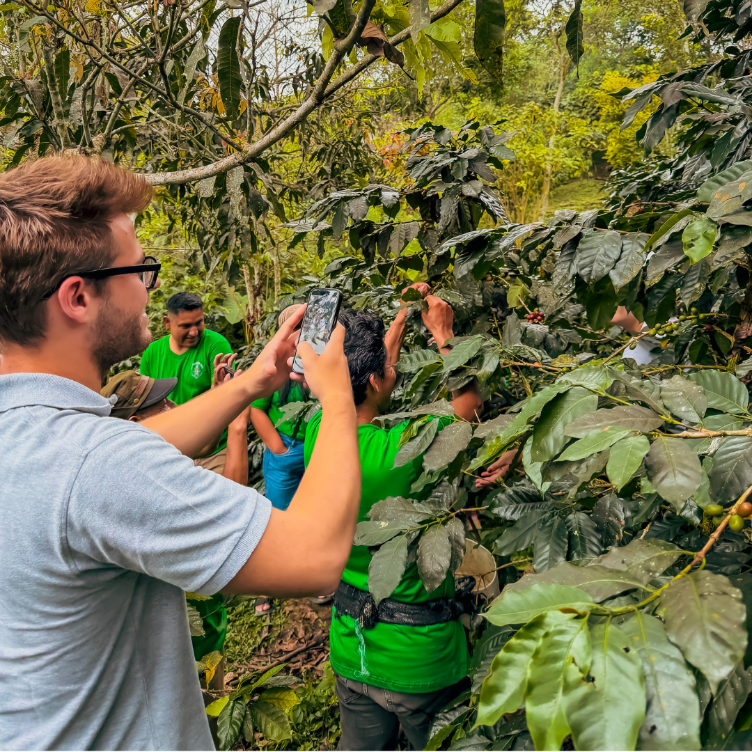 Registro de labores de campo junto a los cafetos