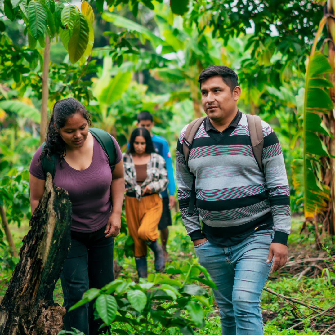 Personas recorriendo un sendero entre cafetos
