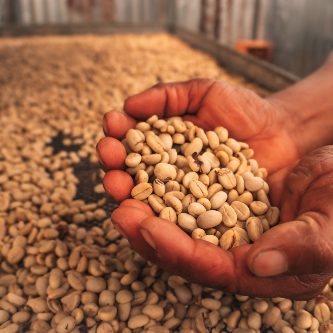 Muestra de café pergamino limpio en manos de un productor