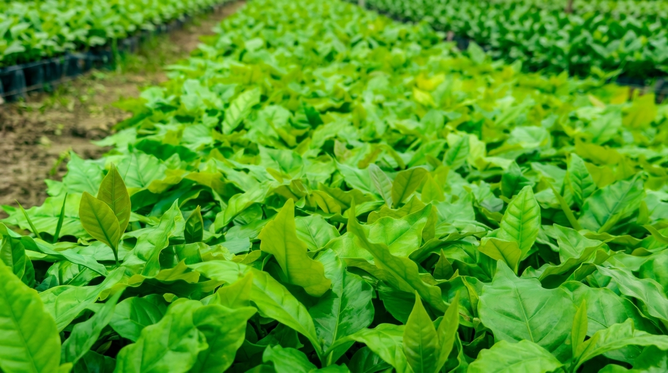 Plantones de café creciendo en un vivero